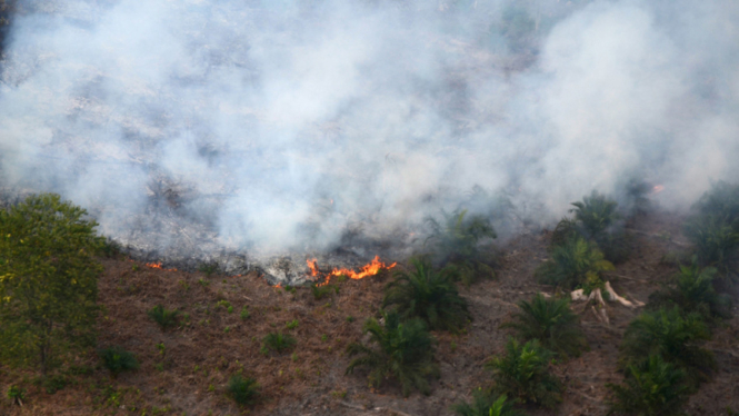 Kebakaran Hutan dan Lahan di Riau