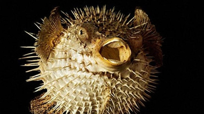 Ikan Buntal