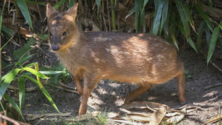 Fakta Menarik tentang Pudu, Spesies Rusa Terkecil di Dunia
