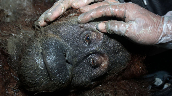 Penyelamatan Orangutan