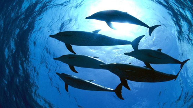 Kawanan lumba-lumba di laut