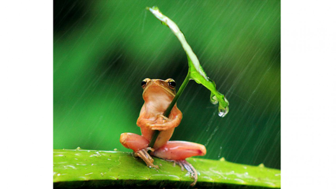 katak kehujanan pakai payung