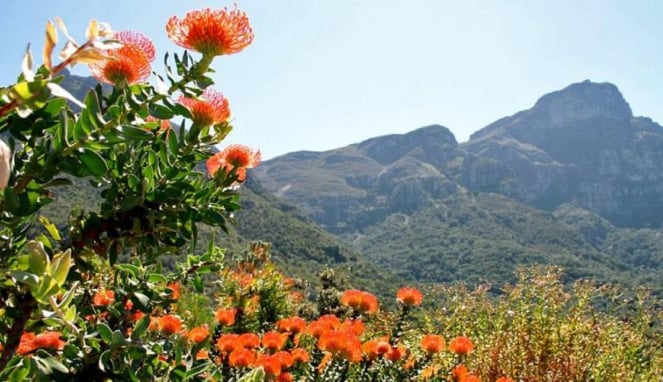 Kirstenbosch Cape Town