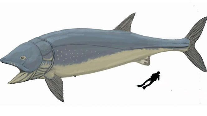 Leedsichthys, ikan purba raksasa yang berukuran dua kali bus, bobotnya setara 3 kali lipat gajah Afrika. [Foto ilustrasi]