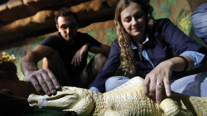 Buaya Albino Caiman