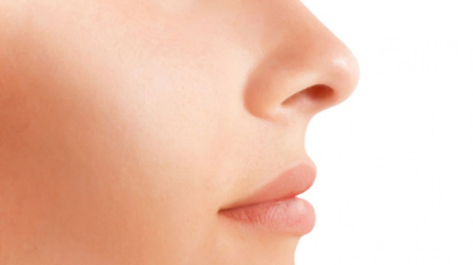 Ilustrasi hidung penciuman Ilustrasi hidung penciuman