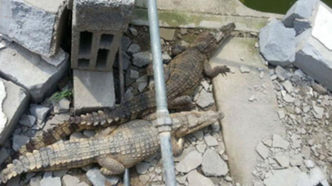 Buaya di tempat penangkaran China lepas