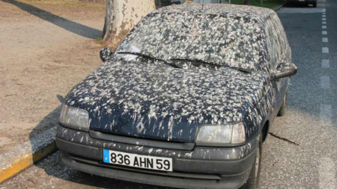 Mobil terkena kotoran burung