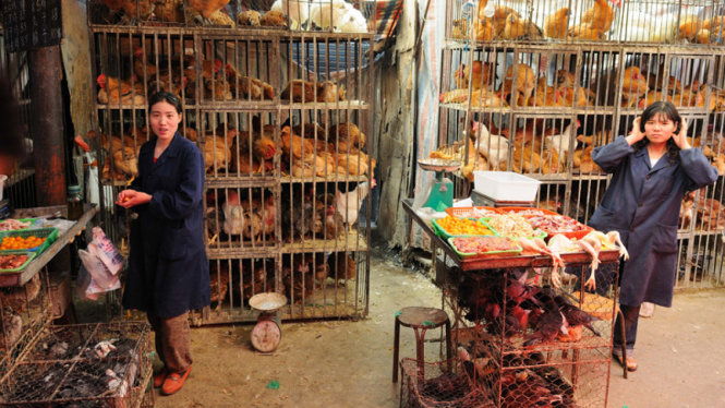 Peneliti mengamati pasar unggas di Wenzhou