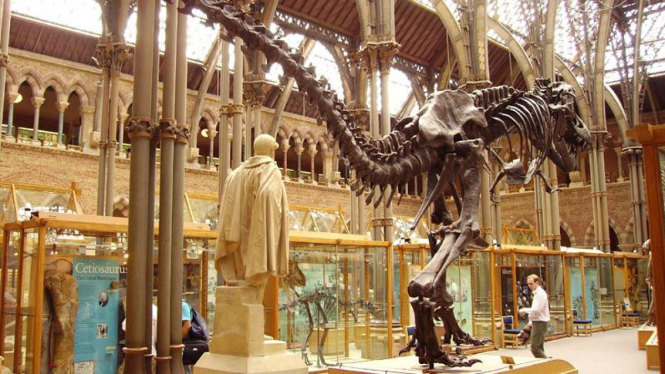 Fosil tulang asli Tyrannosaurus rex atau T-rex