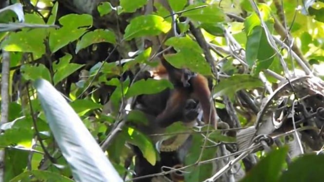 Ular Boa Constrictor tengah melahap seekor monyet Howler