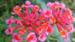 Photo Mini 2