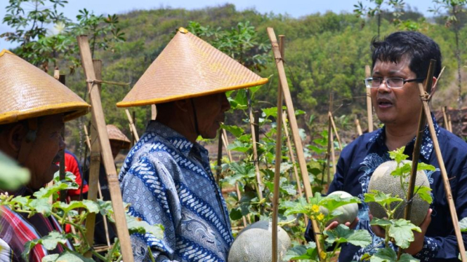 UGM kembangkan gama melon di Gunungkidul.