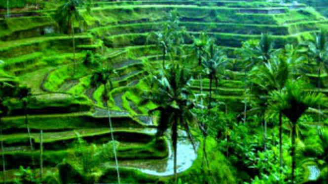 Pemandangan sawah di Ubud