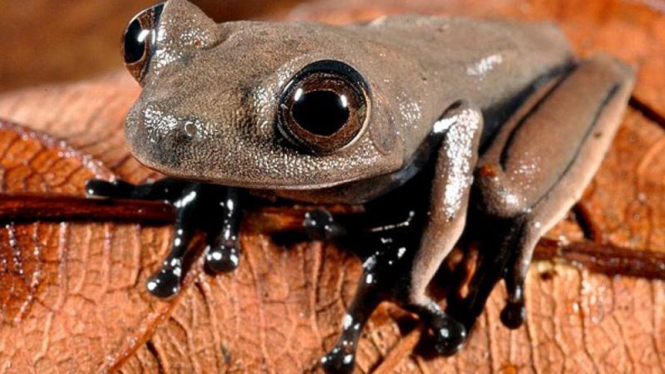 Katak cocoa, spesies katak baru di Suriname 