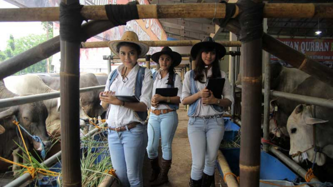 Pilih Hewan Kurban Bersama Ladies Cowboy