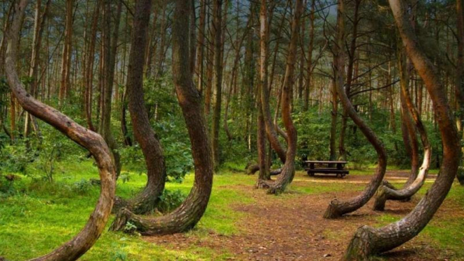 Hutan Bengkok Polandia