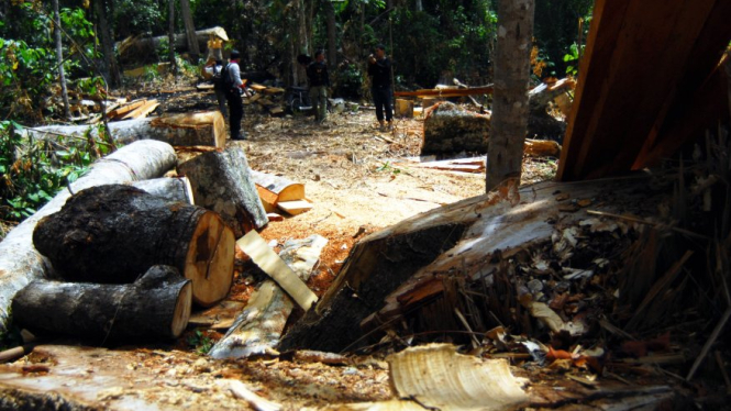 Pembalakan liar di kawasan hutan Gunung Seulawah, Aceh Besar