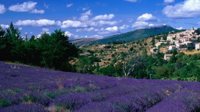 Kebun Lavender  Perancis