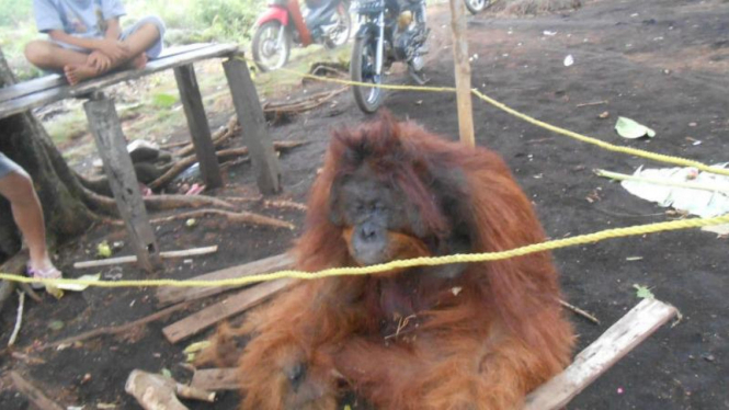 Orangutan yang ditangkap warga mati karena depresi dan stres.