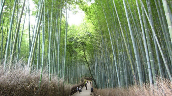 Hutan Bambu Arashiyama
