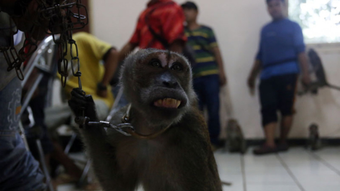 Razia Topeng Monyet di Jakarta Timur