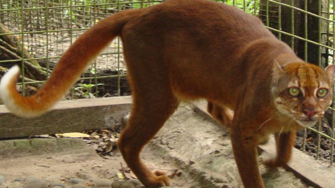 Kucing merah atau kucing kalimantan