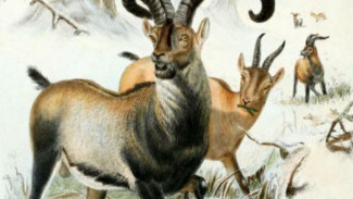Ilmuwan Ingin Hidupkan Kambing Gunung yang Punah