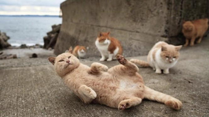 Pulau Kucing di Jepang