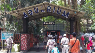 Ikan Arapaima yang Langka di Kebun Binatang Surabaya