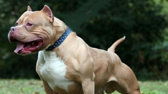 43++ Anjing bulldog seram information