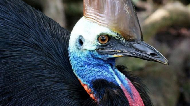 Pesona Burung Kasuari Di Maharani Zoo Lamongan Viva