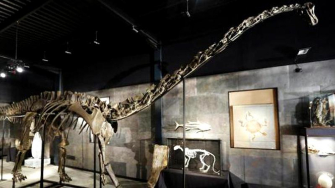 Fosil dinosaurus Diplodocus yang laku dilelang seharga Rp7,8 miliar