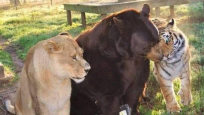 Leo si singa, Baloo si beruang dan Shere Khan, si harimaubermain bersama