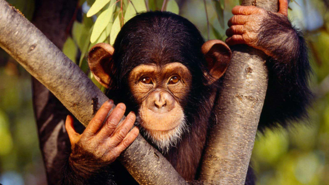 Ilustrasi Simpanse