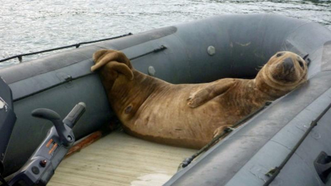 Anjing laut pencuri perahu