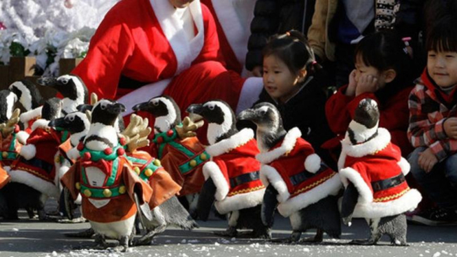 Pinguin Santa di Korea Selatan