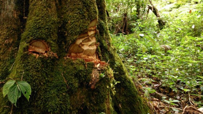 dugaan pembalakan liar di hutan gunung lawu