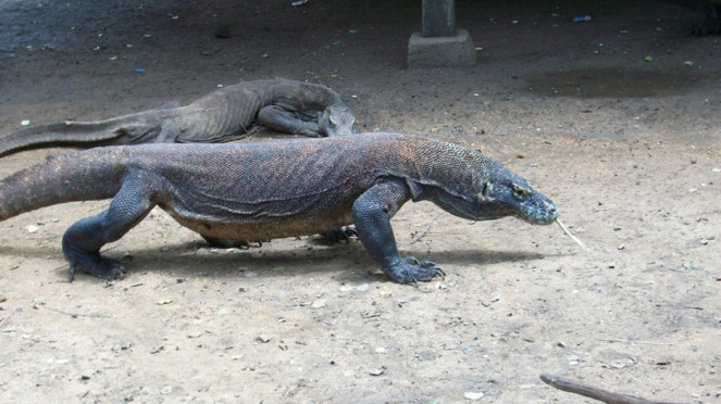 Pulau Komodo.