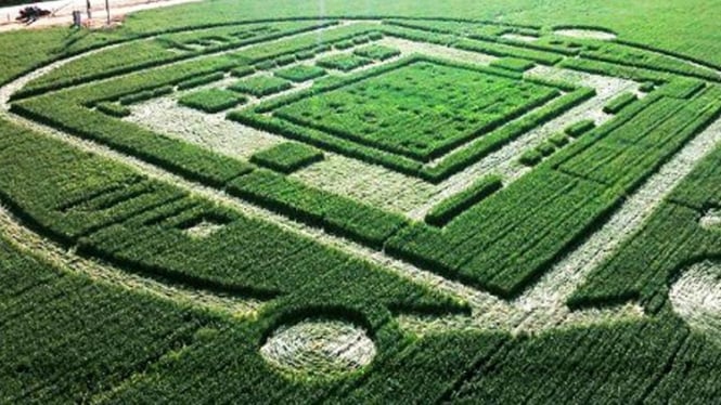 Crop circle berbentuk chipset NVidia.