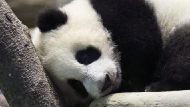 Yuan Zai, bayi panda paling populer