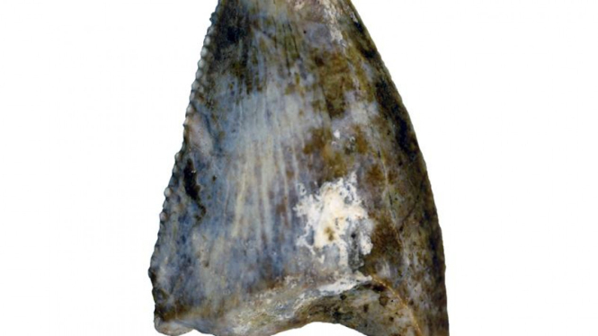 Fosil gigi dinosaurus karnivor pertama spesies Theropod dari Arab Saudi