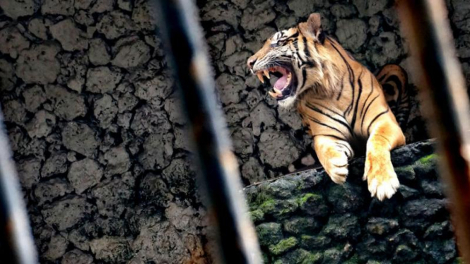 Ilustrasi: Harimau Sumatera