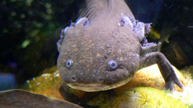 Axolotl atau Mexican walking fish