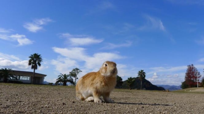 Pulau Okunoshima, Jepang.