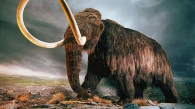 Mammoth punah akibat gizi buruk