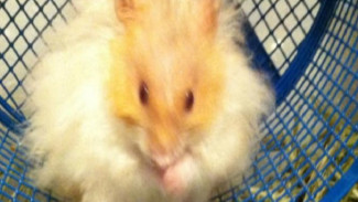 Cara Merawat Hamster Anggora