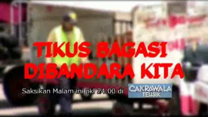 Tikus Bandara