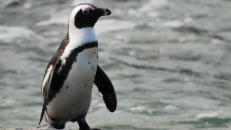 60 Ribu Penguin Afrika Mati Kelaparan Akibat Penangkapan Ikan Sarden Besar-besaran