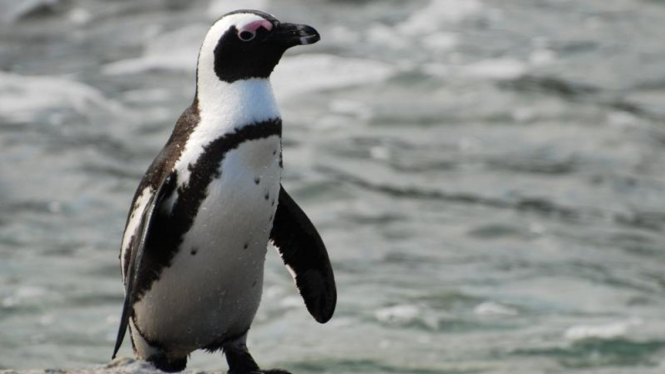 Penguin Afrika